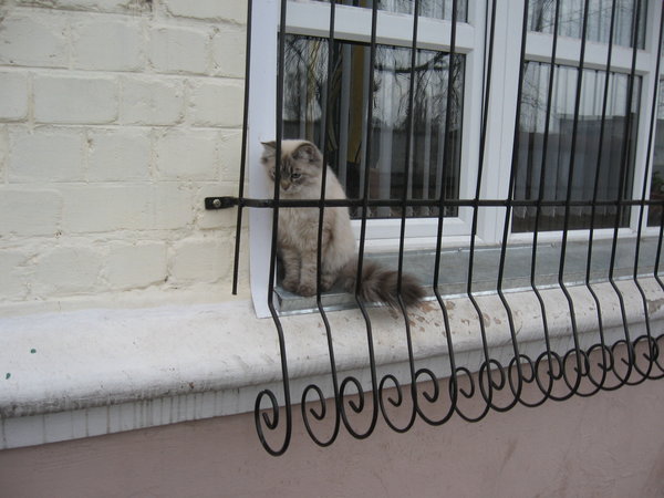 Защита на окна от выпадания кошек