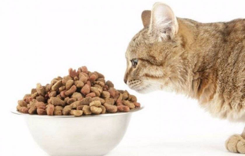 Чем кормить после родов кормящую кошку, чтобы у нее было больше молока: готовые корма и натуральное питание