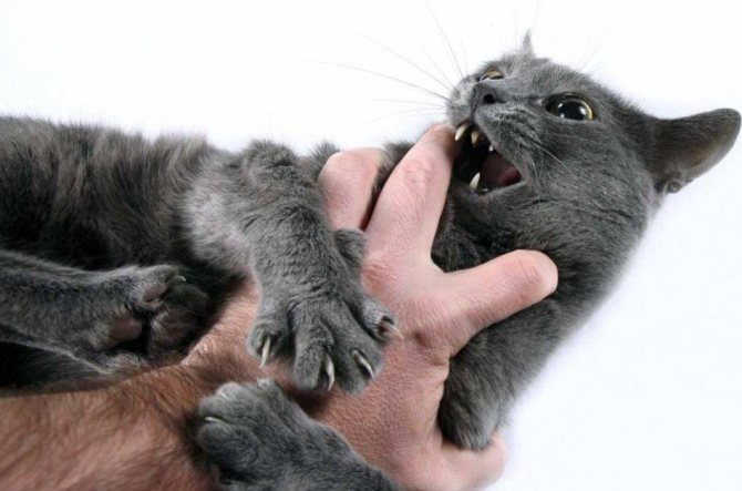 Агрессивное поведение кошек во время еды