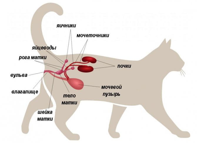 Что делать, если стерилизованная кошка орет