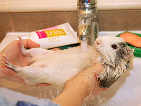 Можно ли мыть морских свинок обычным шампунем. как правильно купать морских свинок в домашних условиях