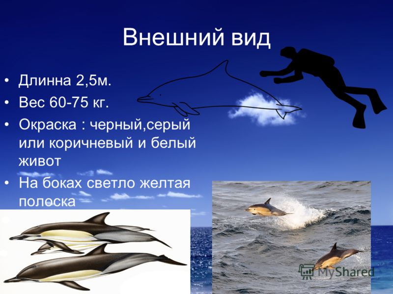Дельфин афалина. образ жизни и среда обитания дельфина афалина | животный мир