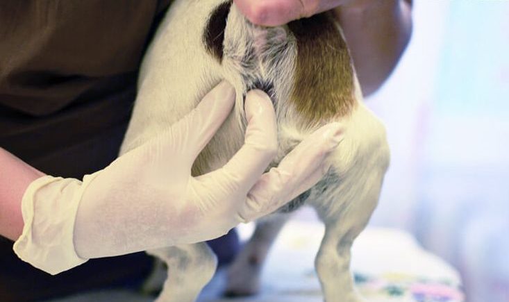 Воспаление параанальных желез у собак: чистка и удалениеветлечебница рос-вет