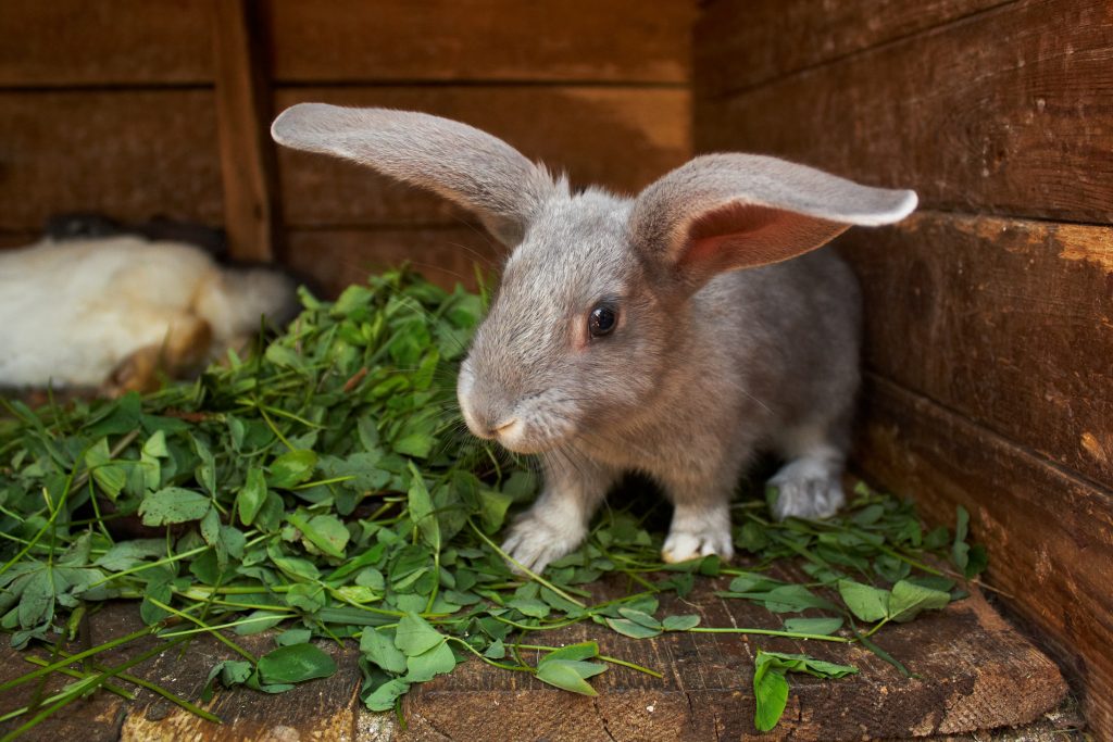 Сколько живут кролики? средняя продолжительность жизни в домашних условиях. как определить возраст кролика? каков срок жизни кроликов в природе?