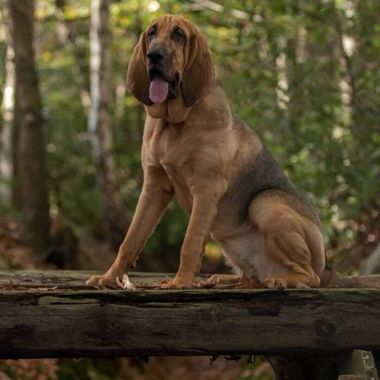 Бладхаунд: описание породы собак, фото, плюсы и минусы, характеристика породы, какой вес и рост