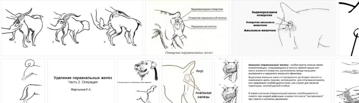 Как лечить воспаление параанальных желез у собак, чистка | блог ветклиники "беланта"