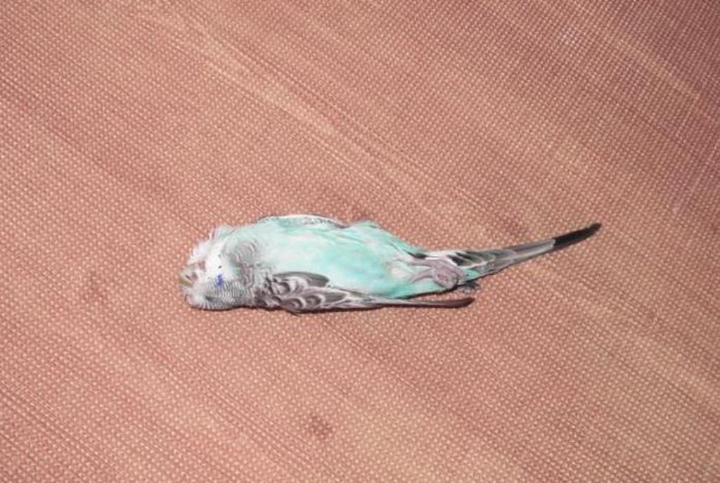 От чего может умереть волнистый попугай в домашних условиях