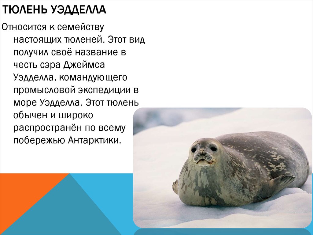 Средиземноморский тюлень-монах (белобрюхий тюлень)