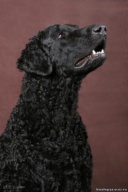 Курчавошерстный ретривер: описание породы - моя собака