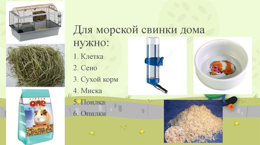 Чем можно кормить хомяка в домашних условиях