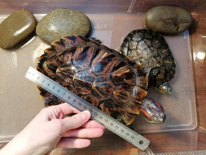 Красноухая черепаха: обзор видов рептилий, фото, внешний вид, повадки, размеры, отличия