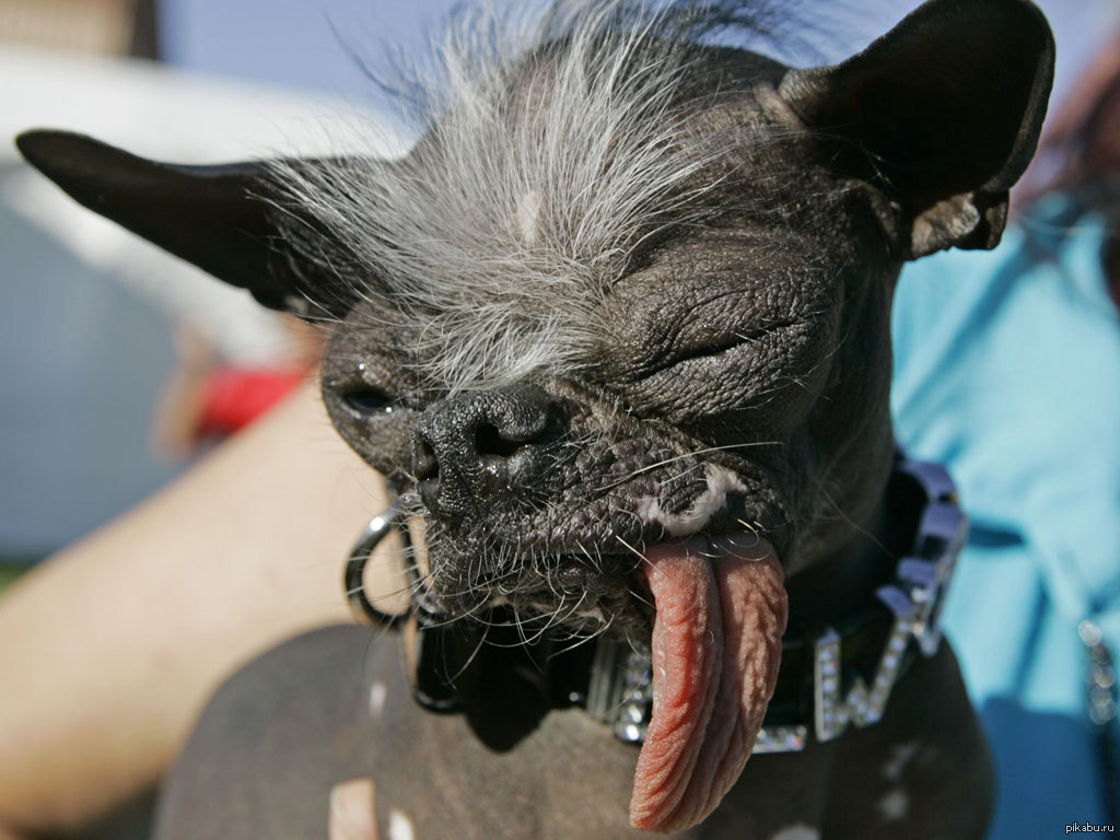 15 самых страшных пород собак в мире