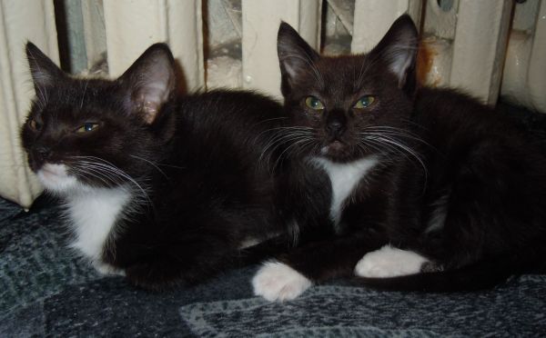Чёрно-белый кот: разведение и перечень пород с фото