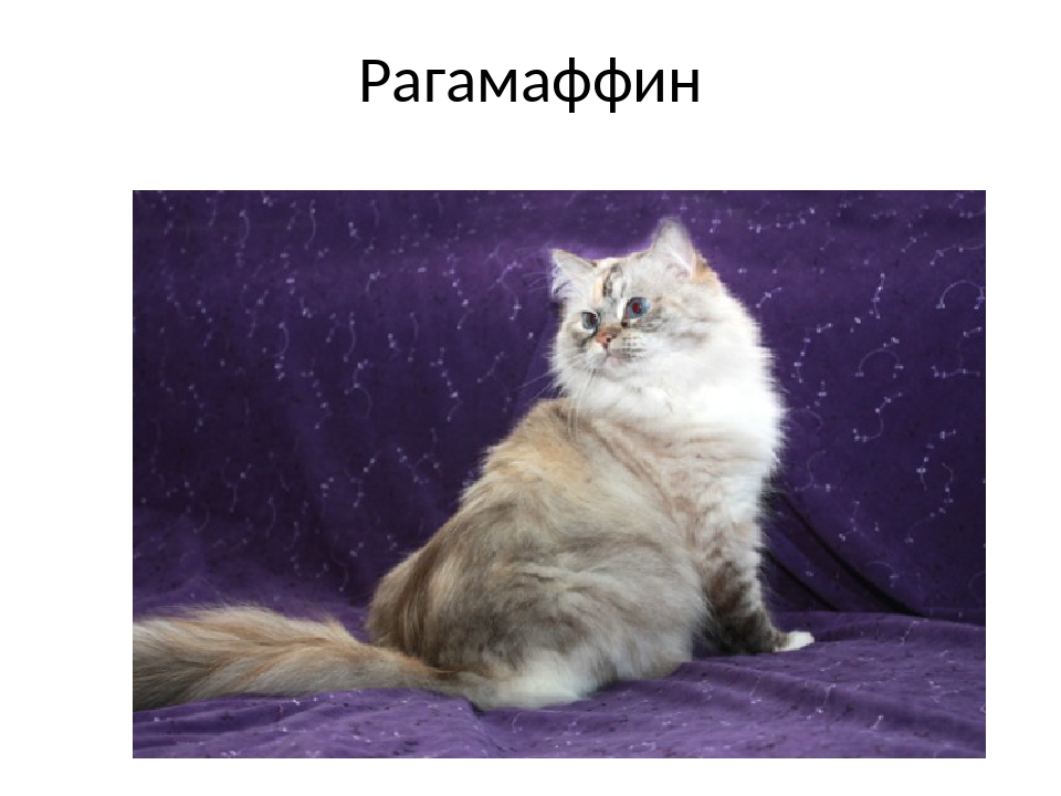 Описание породы кошек рагамаффин