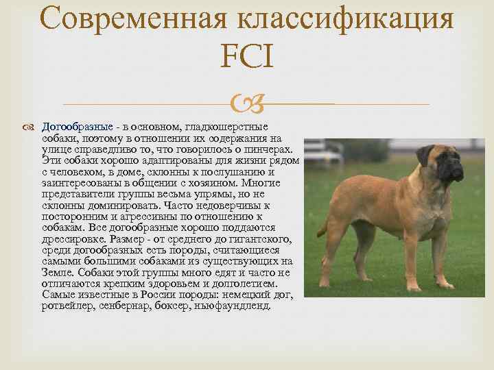 Служебные собаки. описание, особенности, дрессировка и породы служебных собак | живность.ру