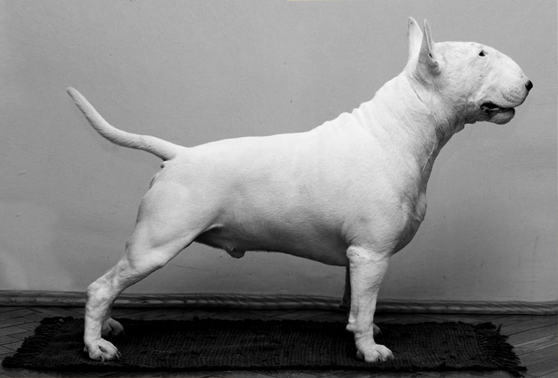 Собака с крысиной мордой — название и описание породы