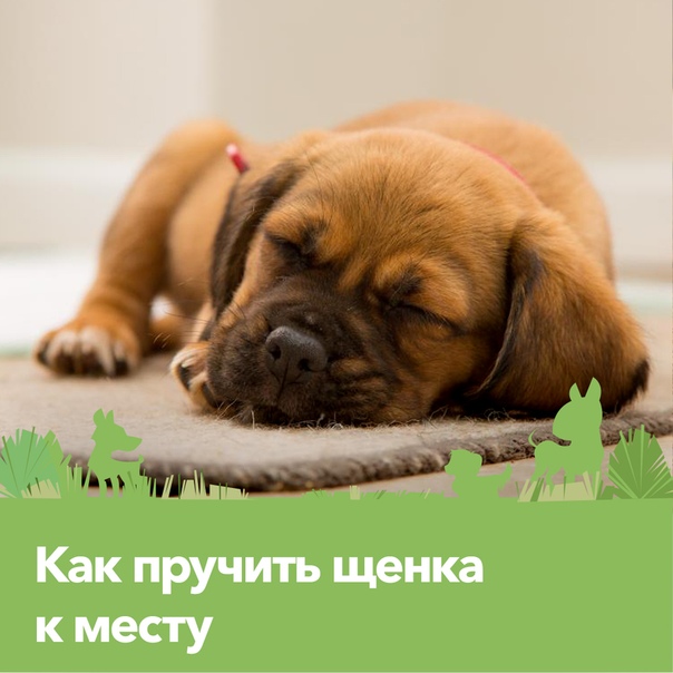 Что делать, если щенок не дает ночью спать: как успокоить и уложить собаку