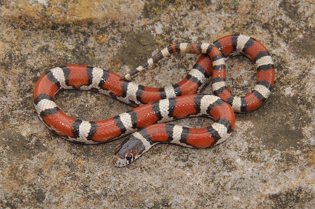 Молочная змея нельсона albino (lampropeltis triangulum nelsoni)