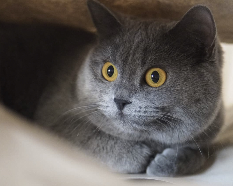 Картезианская кошка, или шартрез: описание породы с фото, рекомендации по уходу за животным