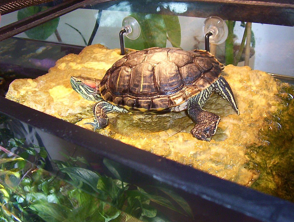 Красноухая черепаха | мир животных и растений