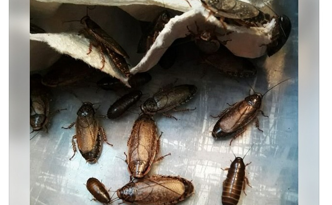 ❶ аргентинский таракан (blaptica dubia): какого размера, содержание и разведение, как использовать в качестве корма