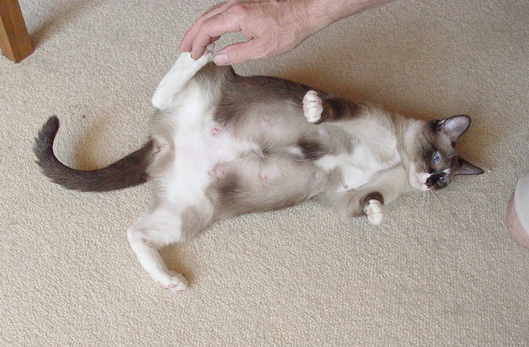 Что делать, если у беременной кошки появились глисты?