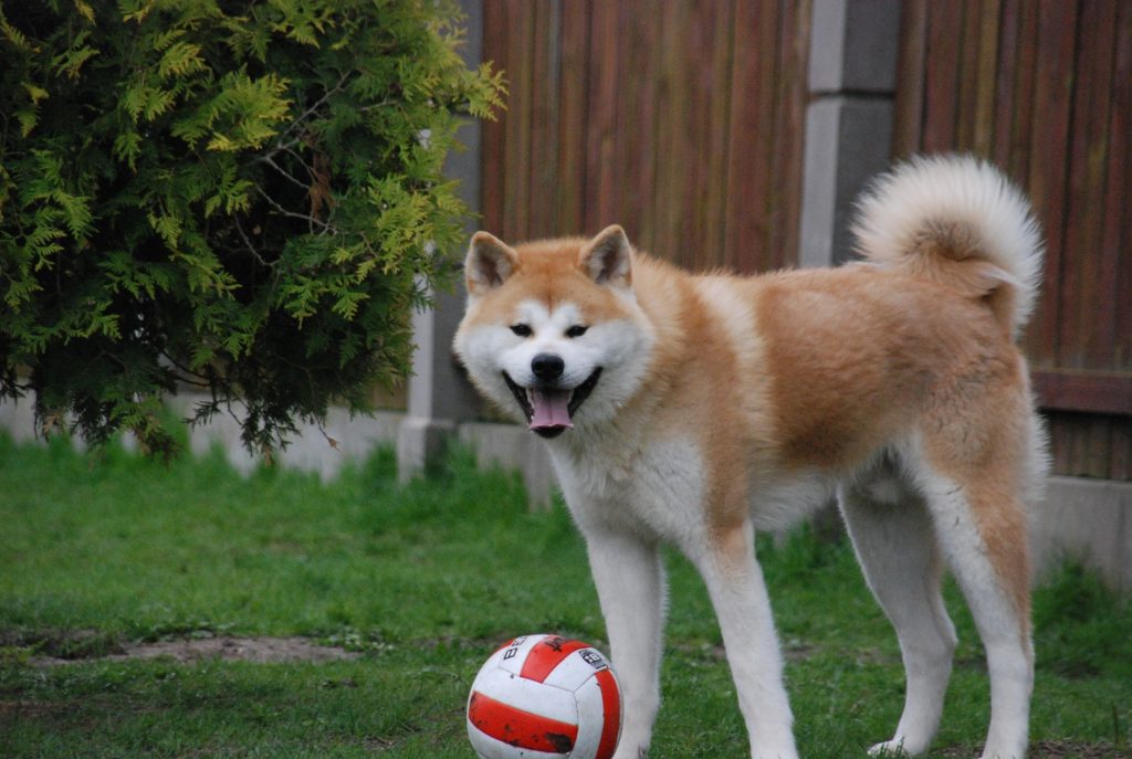 Японская собака акита-ину: особенности характера, здоровье, уход | блог ветклиники "беланта"