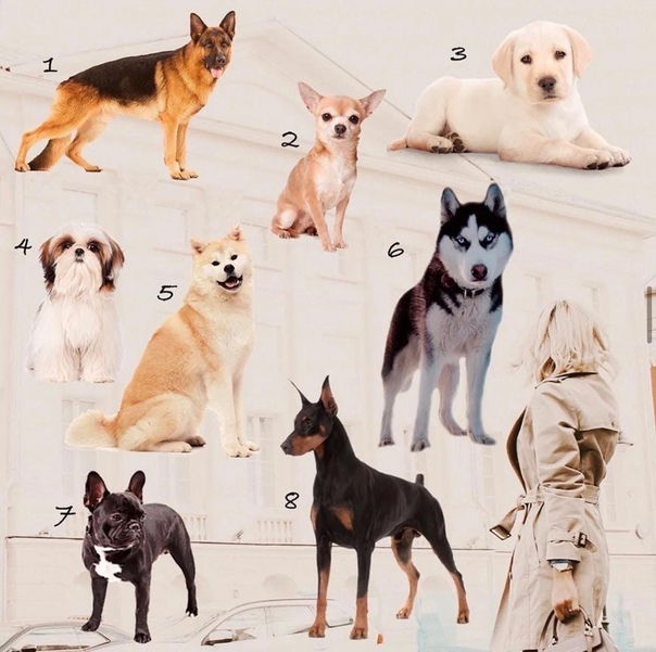 Топ-10 собак для квартиры: лучшие породы, которые стоит завести