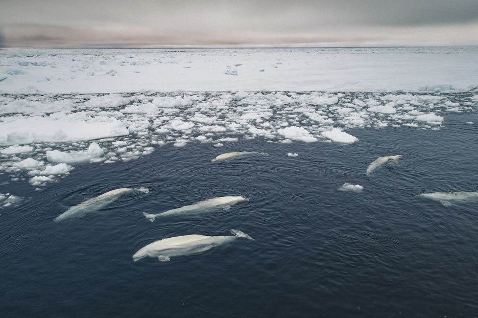 Гренландский кит интересные факты для детей. гренландский кит: факты. гренландский кит -интересные факты
