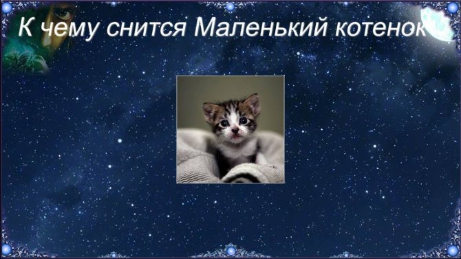 К чему снится котенок по соннику? видеть во сне котенка – толкование снов.
