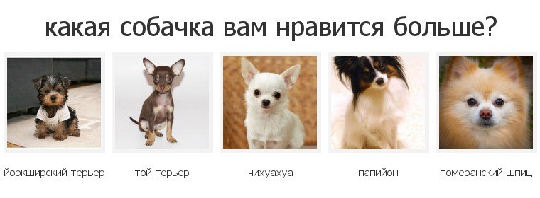 Чихуахуа или той-терьер? в чём отличия и кто же лучше!