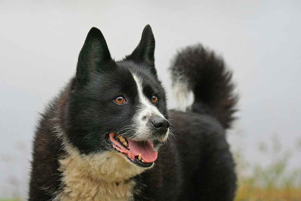 Медвежья карельская собака (42 фото): описание лайки, содержание породы, кормление и уход