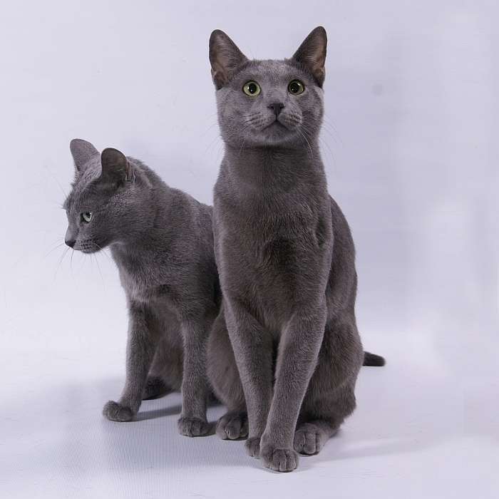 Русская голубая кошка: описание породы, характер, фото и цена