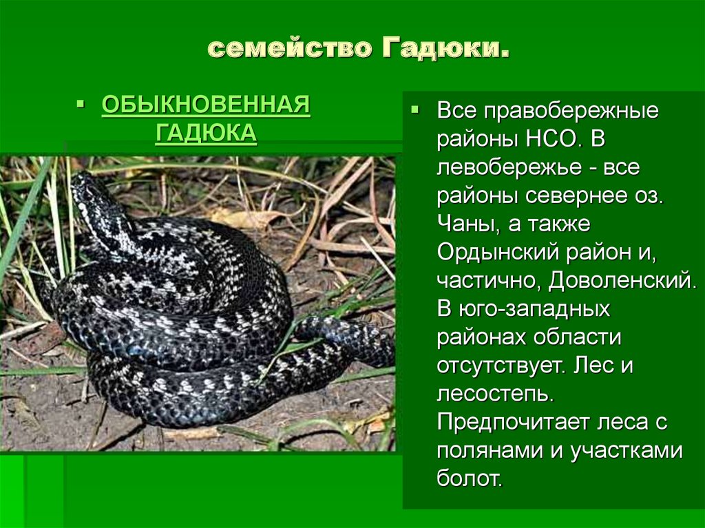 Гадюка змея. описание, особенности, виды, образ жизни и среда обитания гадюки