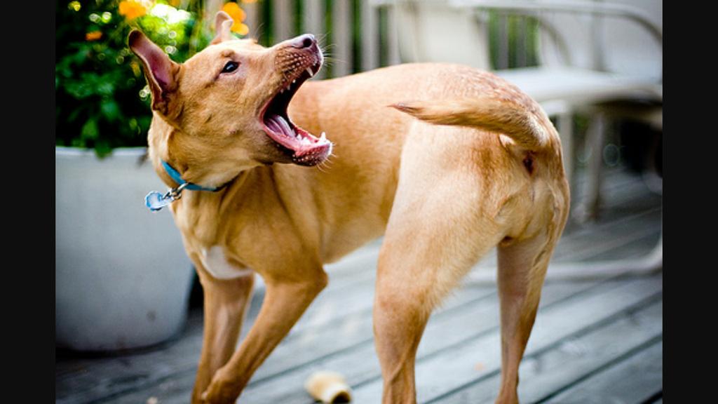 По каким причинам собака может постоянно бегать за хвостом и кусать его
