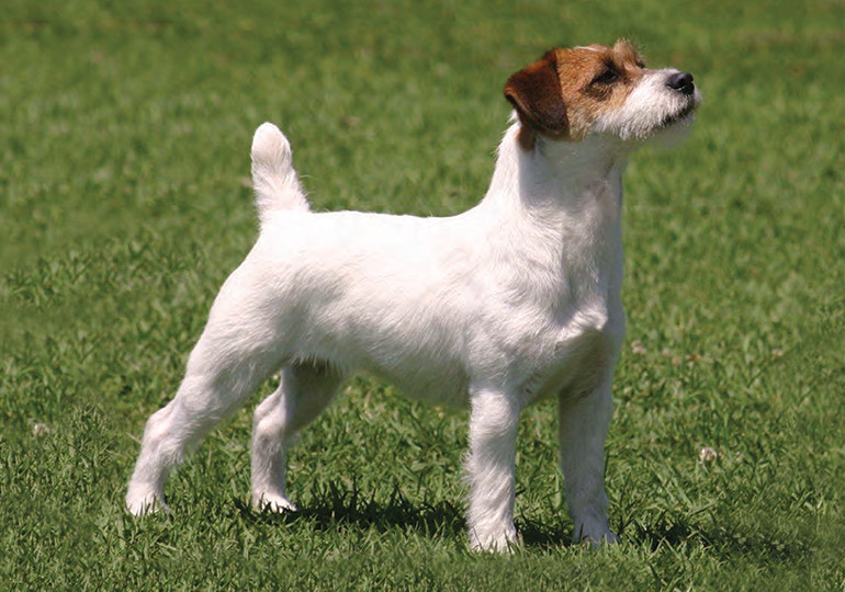 Гладкошерстный джек-рассел-терьер (21 фото): характеристики короткошерстной разновидности породы, уход за щенками