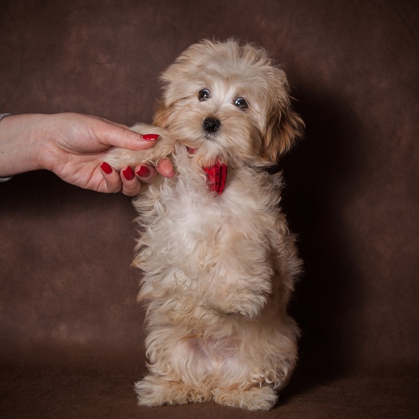 Собака породы мальтипу: топ-150 фото. описание породы, характер, отзывы, цена щенков, содержание, как выбрать