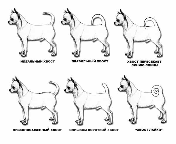 Чихуахуа описание породы собаки | всё о породе характеристика, особенности, уход