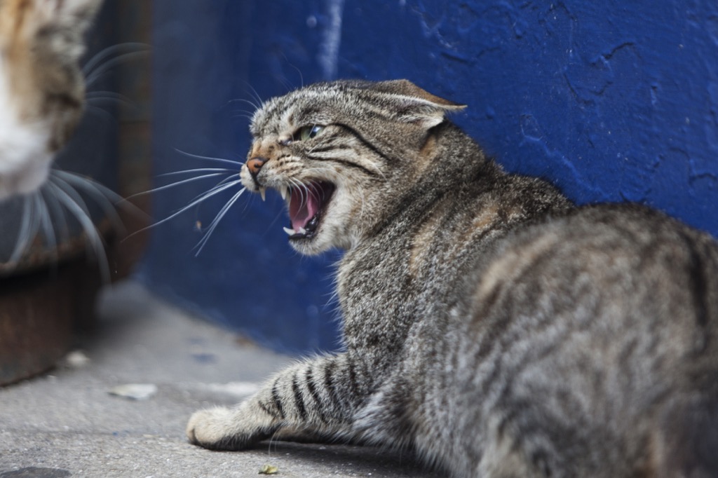 Как вывести кошку или кота из стресса?