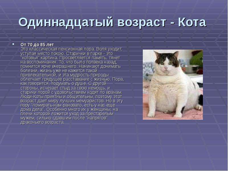 Кошачья память: что и как долго помнит кот? - gafki.ru