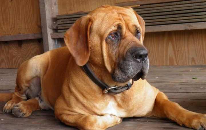 Бурбуль собака. описание, особенности, уход и цена породы бурбуль
