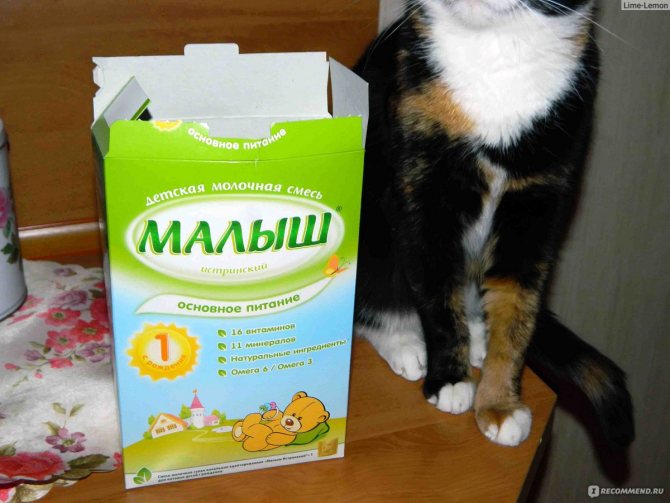 Можно ли давать кастрированным котам молоко