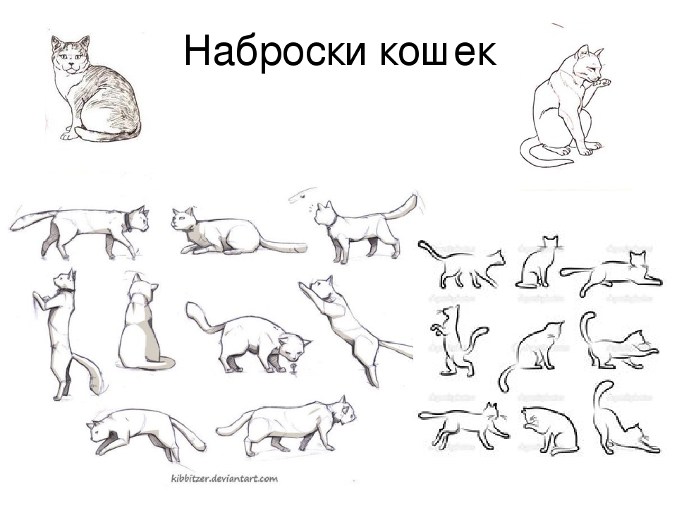 Как поймать и приручить дикого котёнка, кота или кошку