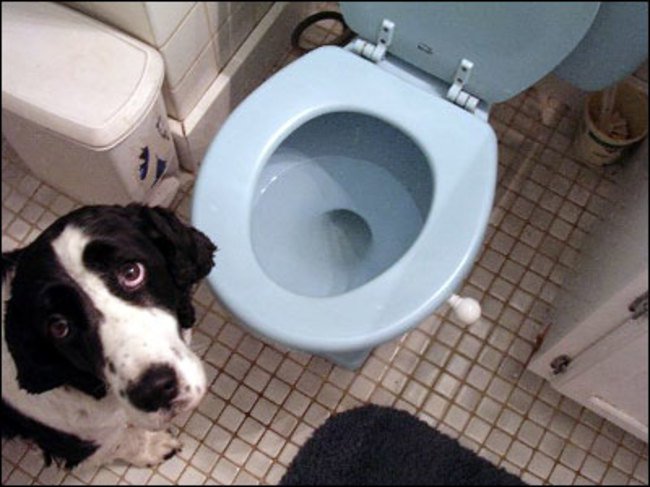 Пьет из туалета. Туалет для собак. Собака на унитазе. Туалеты для собачки. Собачий унитаз.