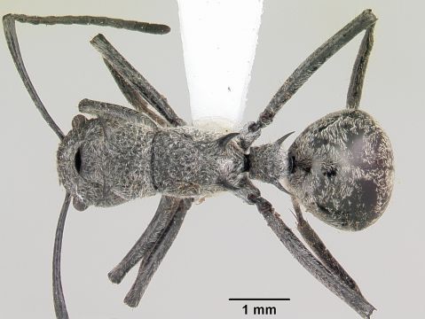 Polyrhachis dives (муравьи-ткачи) : описание, содержание, кормление, уход