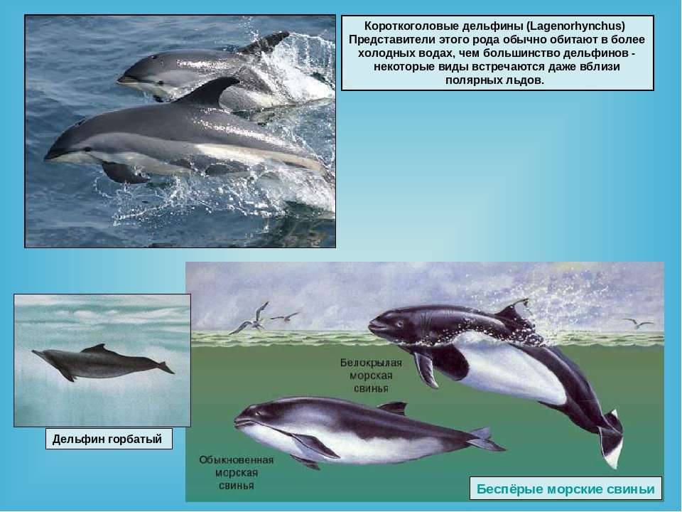 Дельфин — это животное или рыба? интересные факты и фото