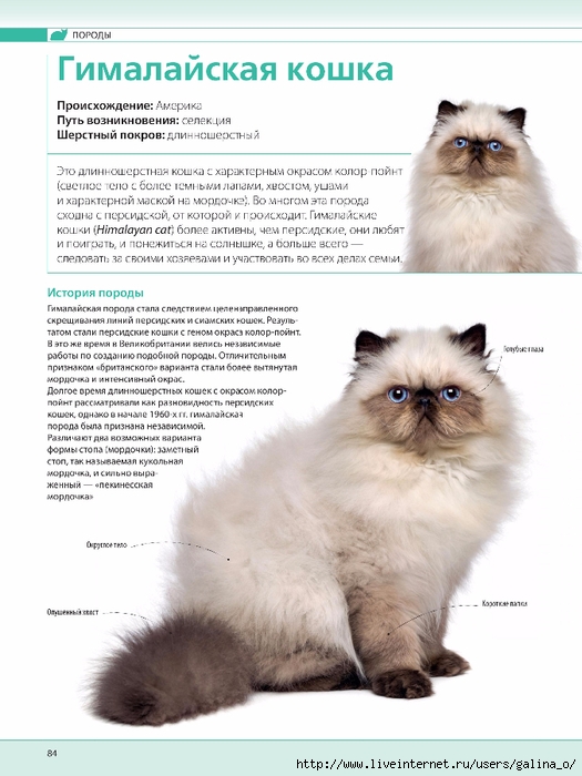 Ориентальная - порода кошек - информация и особенностях | хиллс