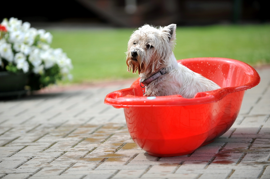 Как помочь собаке пережить жару. симптомы и помощь при солнечном ударе