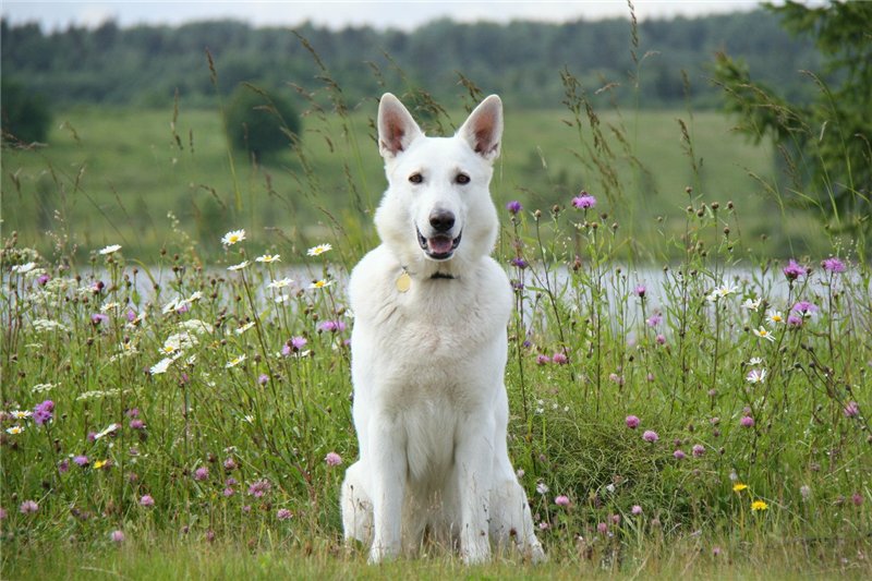 Белая швейцарская овчарка (49 фото): описание породы собак, характер короткошерстных и длинношерстных щенков, отзывы владельцев