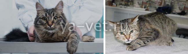 Чумка у кошек: симптомы и признаки (как проявляется), лечение, прививки - здоровье животных | сеть ветеринарных клиник, зоомагазинов, ветаптек в воронеже